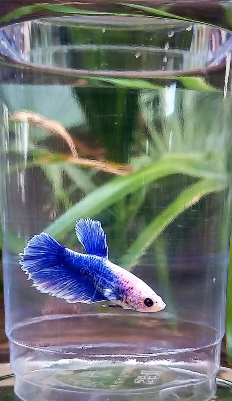 Premium Female Betta Fish for Sale – Stunning Colors & Perfect Health 4