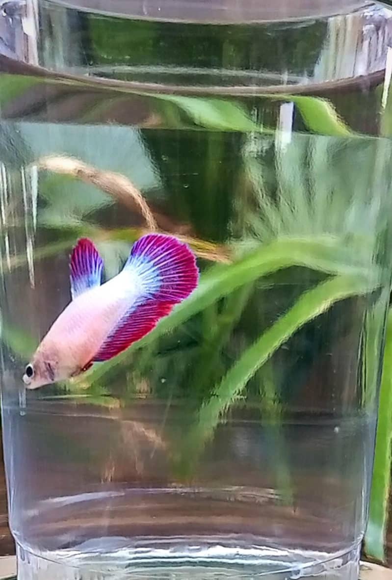 Premium Female Betta Fish for Sale – Stunning Colors & Perfect Health 5