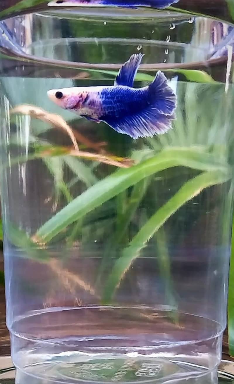 Premium Female Betta Fish for Sale – Stunning Colors & Perfect Health 7