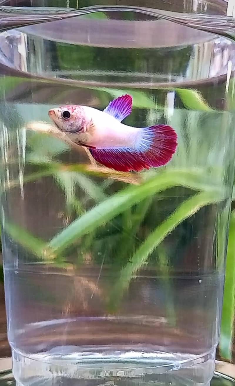 Premium Female Betta Fish for Sale – Stunning Colors & Perfect Health 8