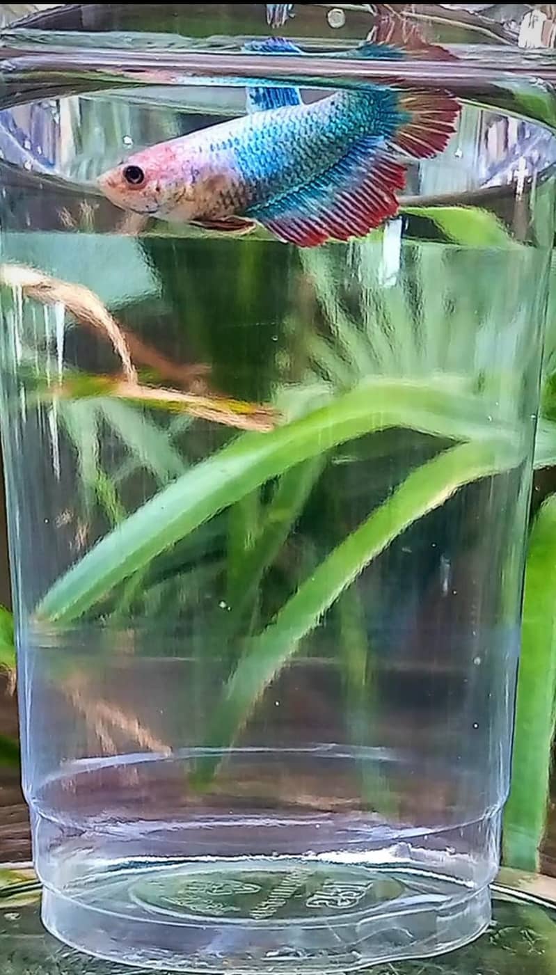 Premium Female Betta Fish for Sale – Stunning Colors & Perfect Health 9