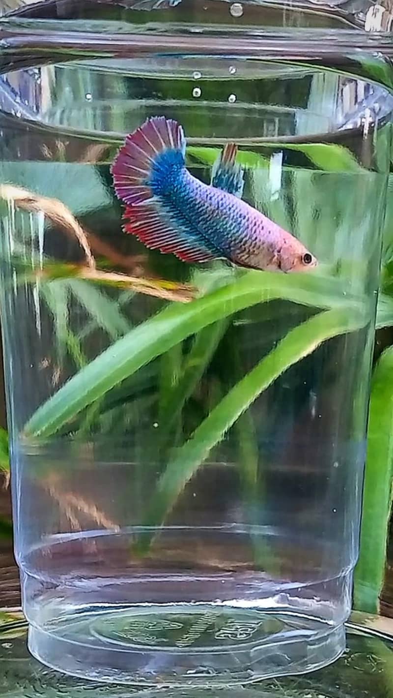 Premium Female Betta Fish for Sale – Stunning Colors & Perfect Health 10