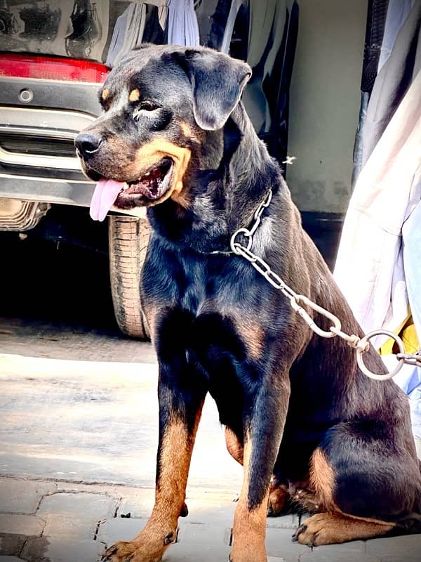 Rottweiller Female 0