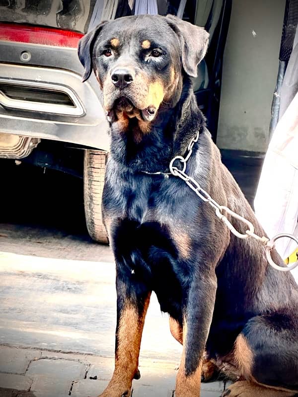 Rottweiller Female 1