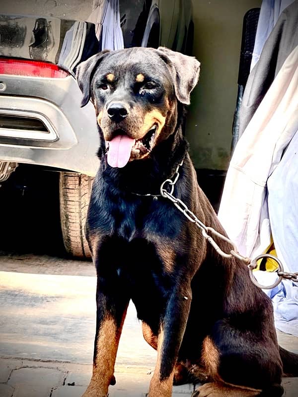 Rottweiller Female 2