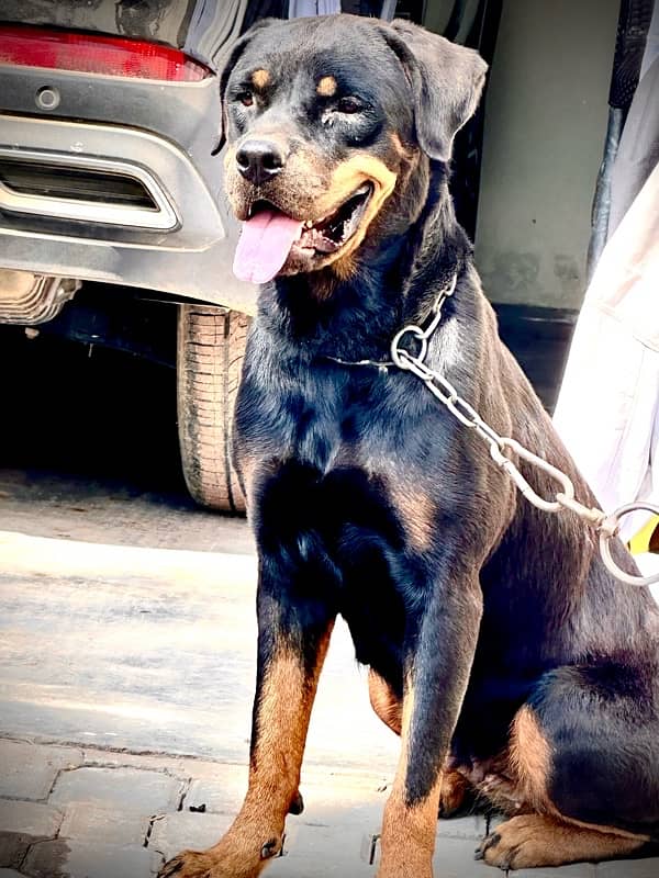 Rottweiller Female 3