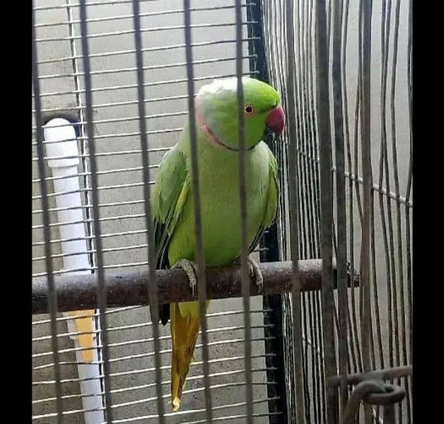 green ringneck male 0