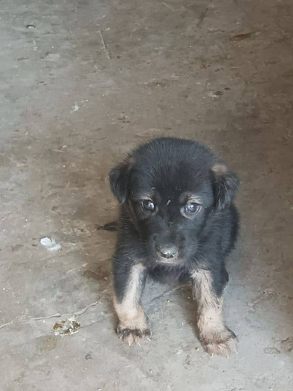 1 month German shepherd puppy double coat 1