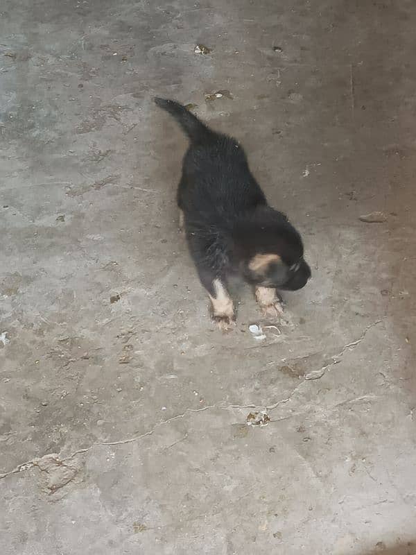 1 month German shepherd puppy double coat 2