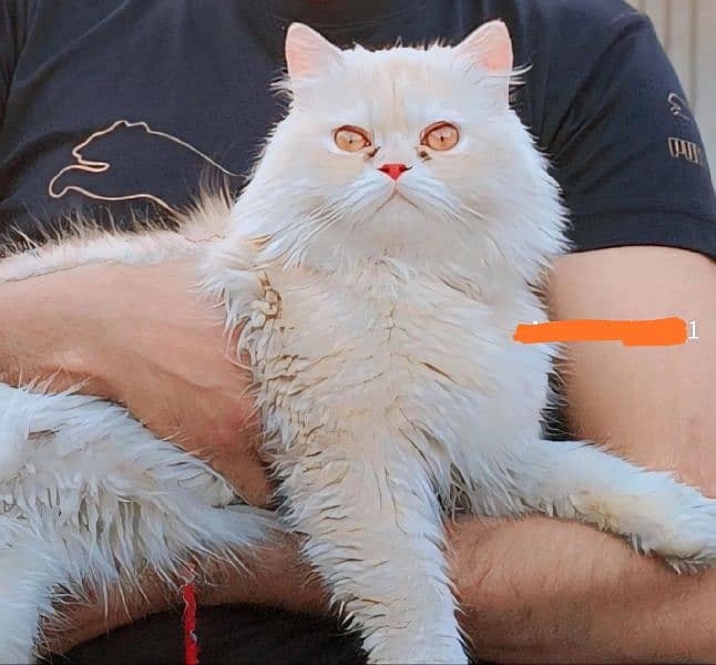 beautiful persian male cat for sale 0