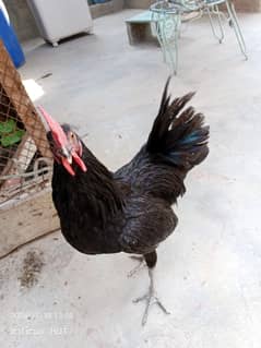 Australorp