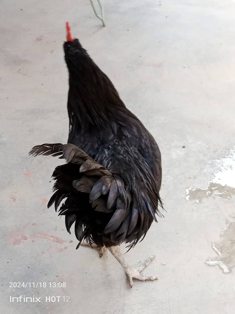 Australorp male pure home breed exchange possible 1