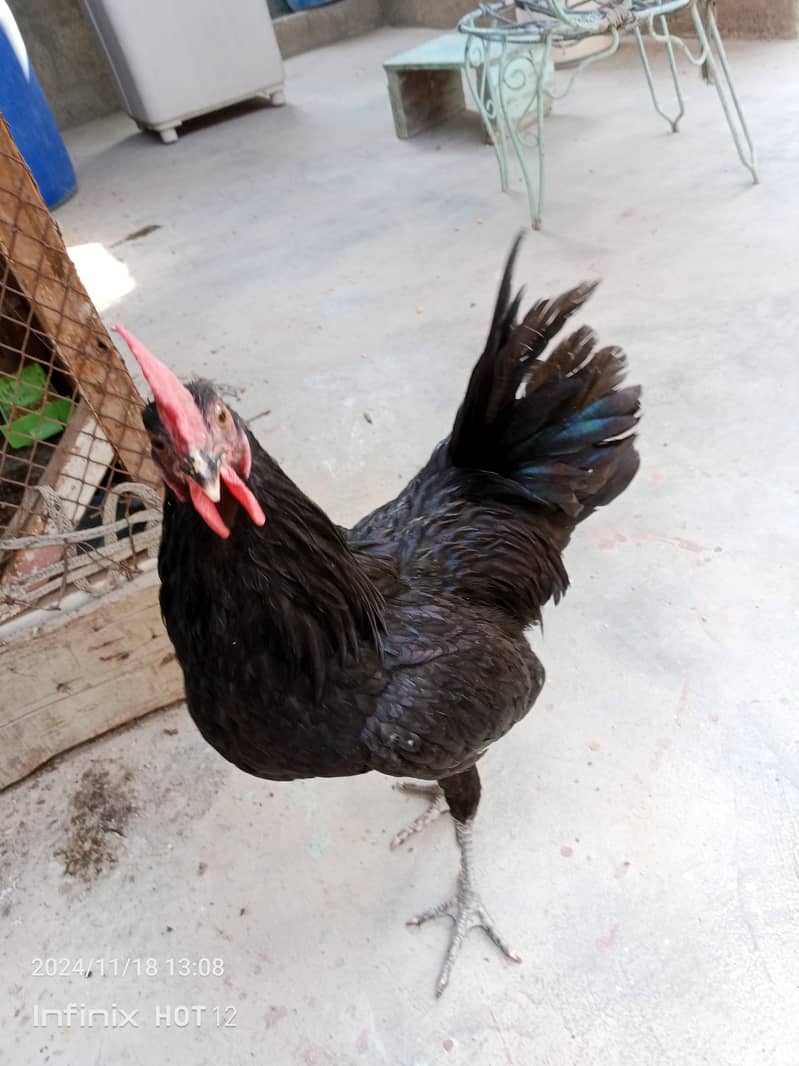 Australorp male pure home breed exchange possible 2