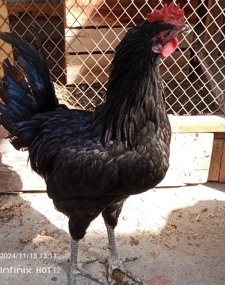 Australorp male pure home breed exchange possible 3