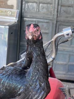 full black Hen for sale