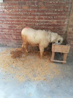 Goat / Bakri / White Bakri / Desi goat / بکری / Healthy Goats