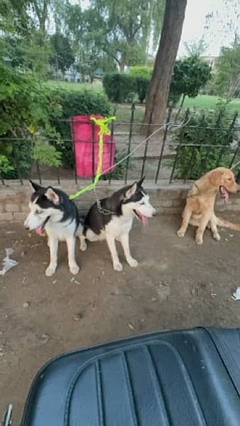 golden retriever  & Siberian huskey 0