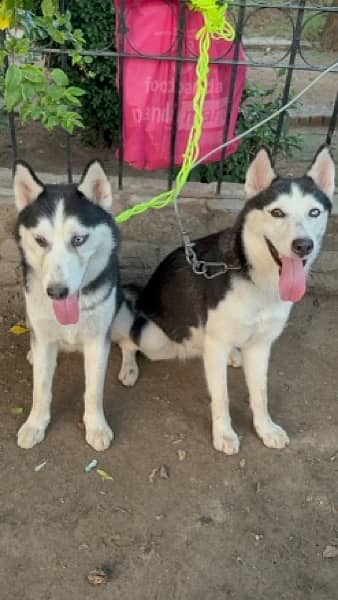 golden retriever  & Siberian huskey 9