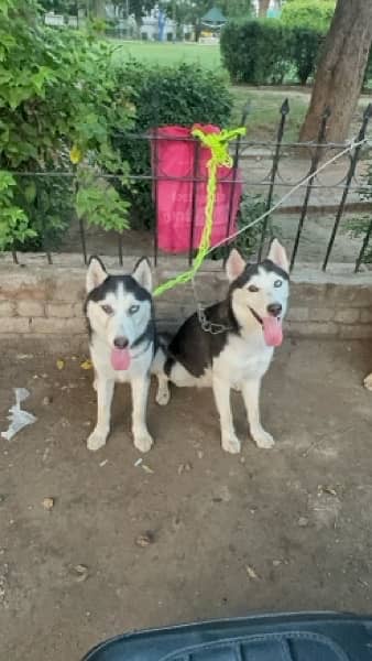 golden retriever  & Siberian huskey 10