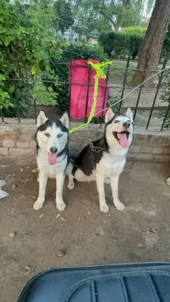 golden retriever  & Siberian huskey 11