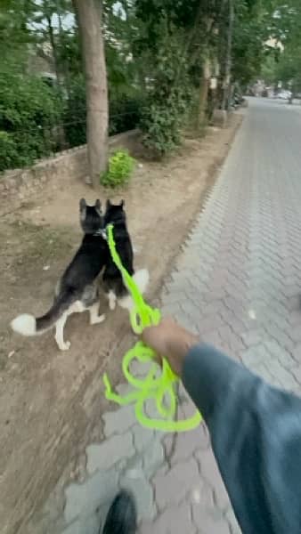 golden retriever  & Siberian huskey 13