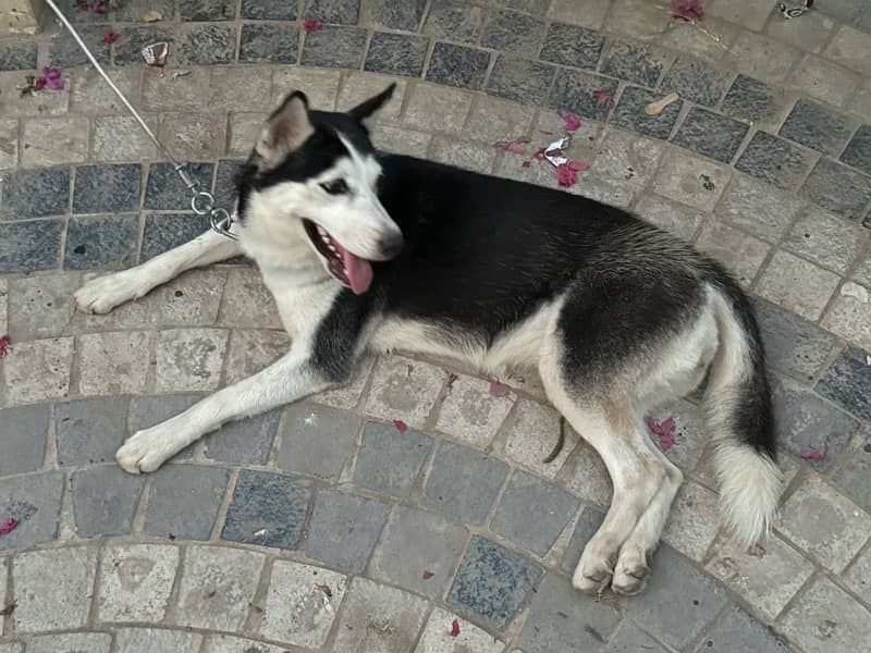 golden retriever  & Siberian huskey 16