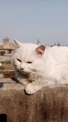 Persian male cat for sale