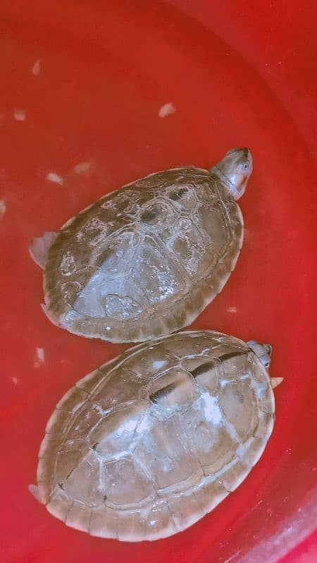 Turtles for sale 4