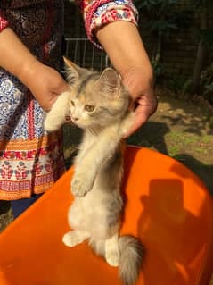 Persian Double Coated Fluffy Female Kitten