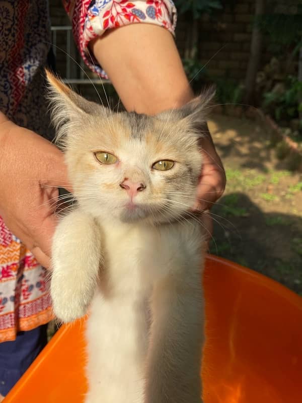 Persian Double Coated Fluffy Female Kitten 3