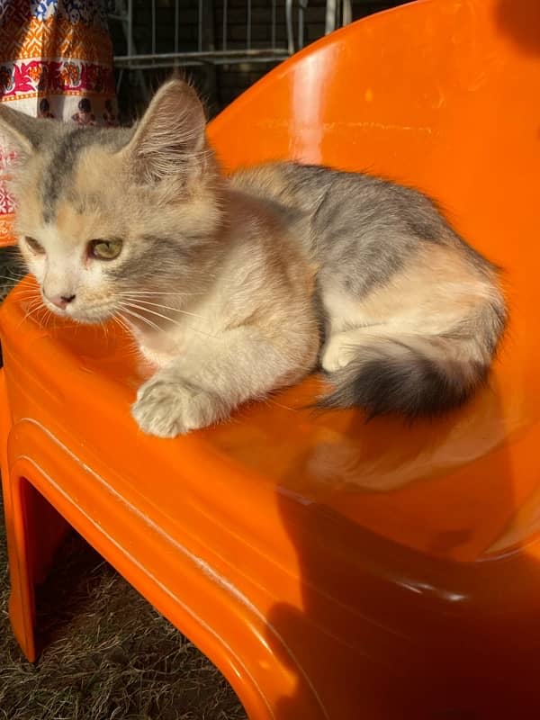 Persian Double Coated Fluffy Female Kitten 5