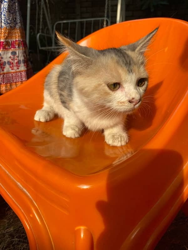 Persian Double Coated Fluffy Female Kitten 6