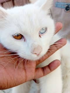 Persian female odd eyes