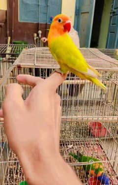 hand tame love bird