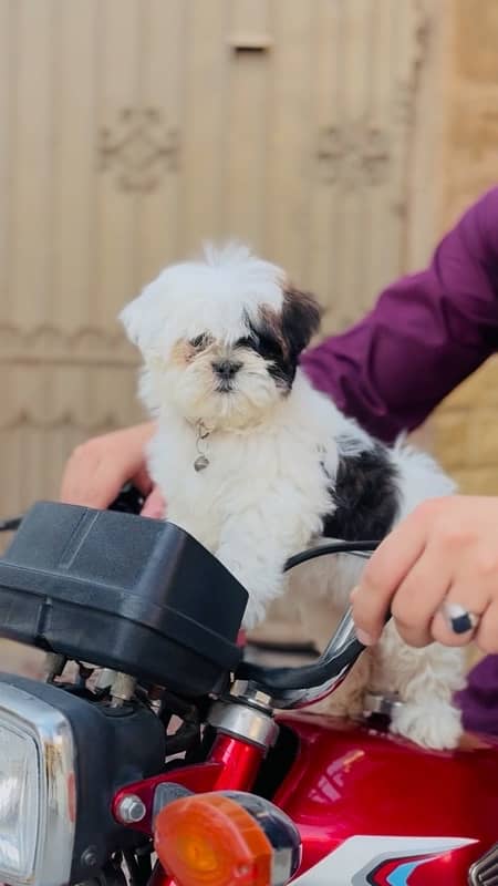 shihtzu puppies 0