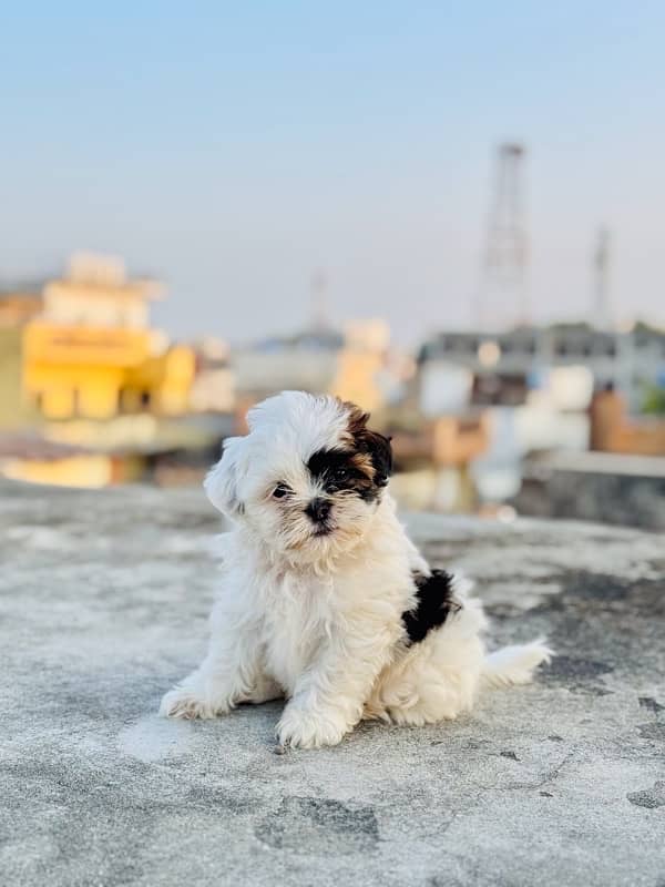 shihtzu puppies 1