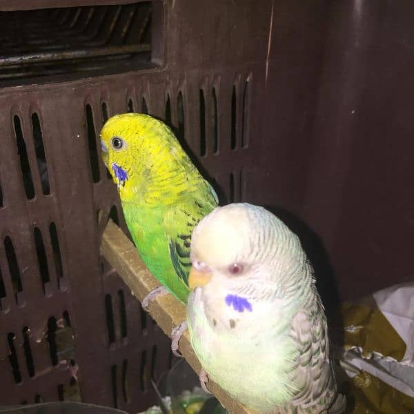 hand tame parrot 5