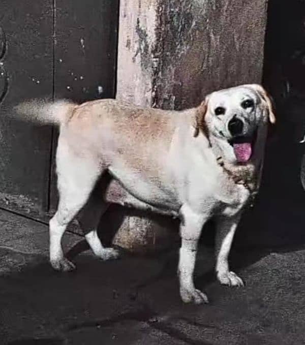 Labrador breeder female 0