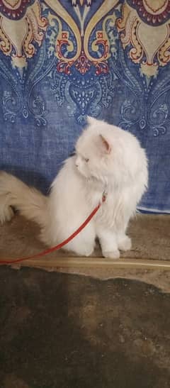 beautiful persian cats