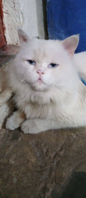 beautiful persian cats 3