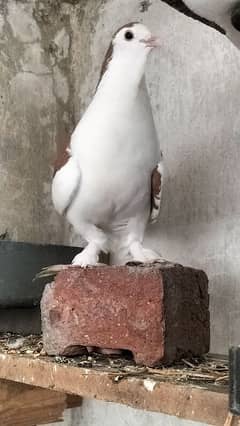 full healthy and active pigeon