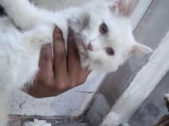 Persian Kitten Duble coated  Male