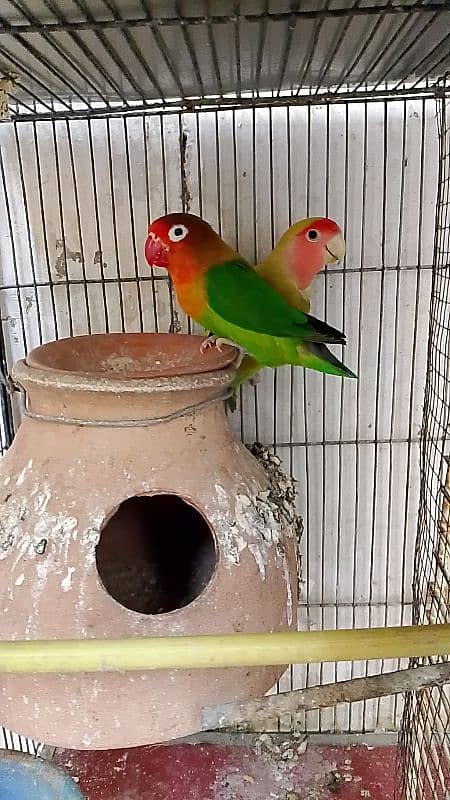 breeder pair sale 0