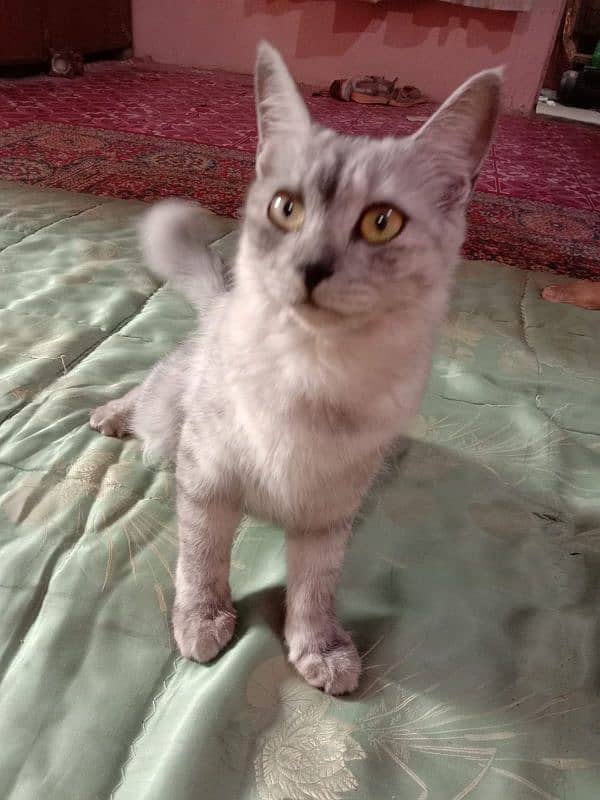 persian cat grey color 1