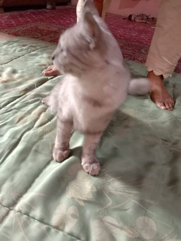 persian cat grey color 3