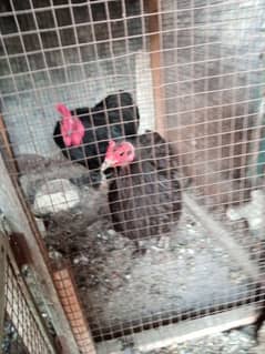 black bantam breeder pair