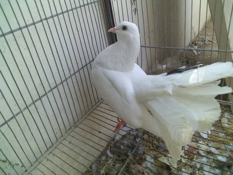 Laka pigeon price 2500 1