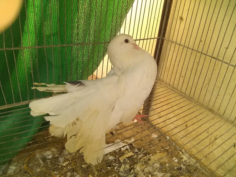 Laka pigeon price 2500 2