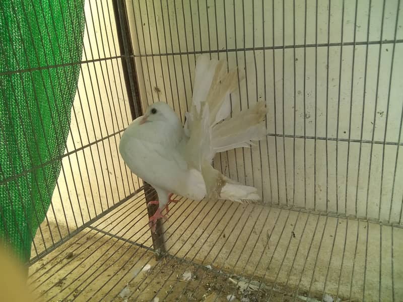 Laka pigeon price 2500 3