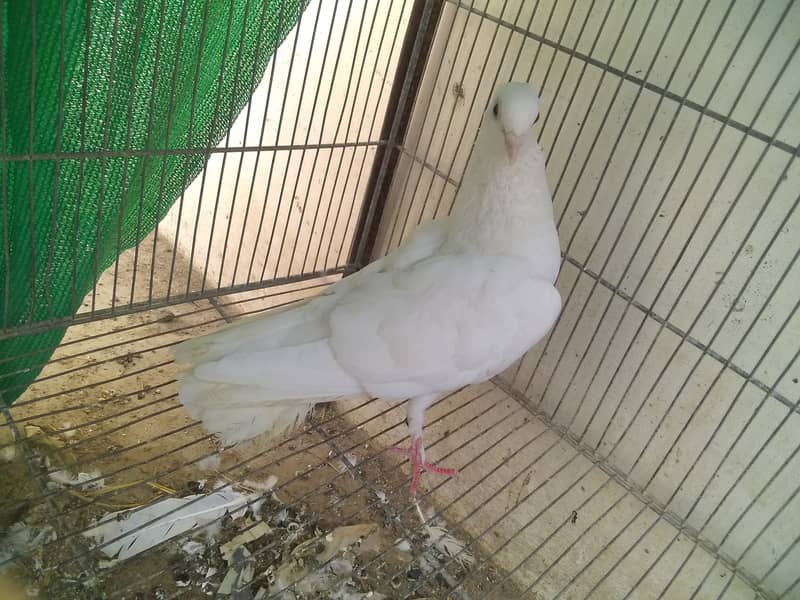 Laka pigeon price 2500 4